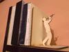 Book holder Truba -